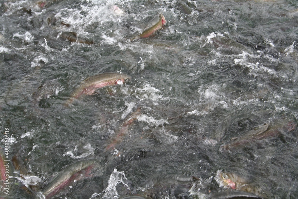 Obraz premium background with water and fish 