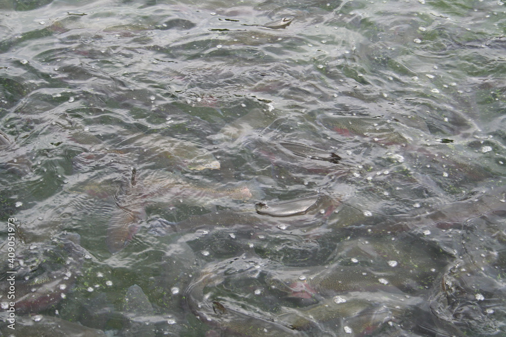 Obraz premium background with water and fish 