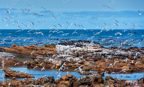 Sea Gulls Take Off