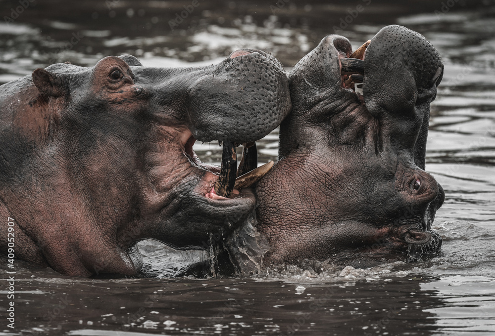 Hippos play and fight in the water Hippos play and fight in the water