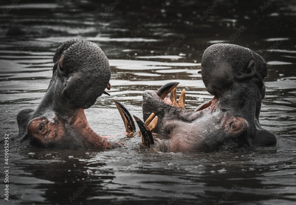 Fototapeta premium Hippos play and fight in the water