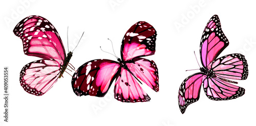 Wallpaper Mural Color butterflies , isolated on white background Torontodigital.ca