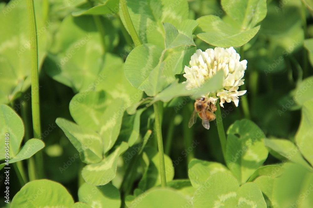 bee on a flower bee on a flower