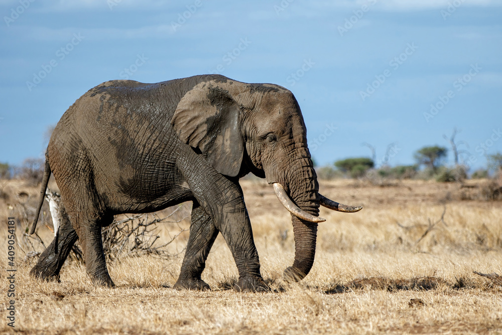 Obraz premium elephant bull walking in Kruger National Park in South Africa