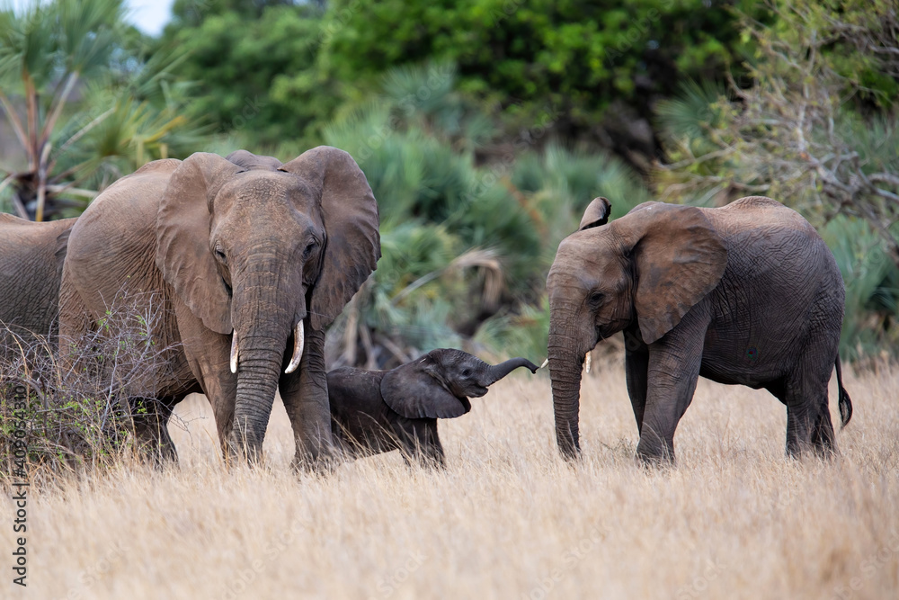 elephant herd with a cute playing calf  in Kruger National Park in South Africa