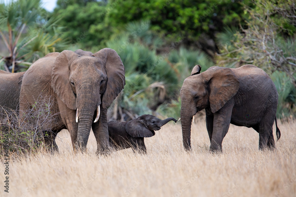Obraz premium elephant herd with a cute playing calf in Kruger National Park in South Africa