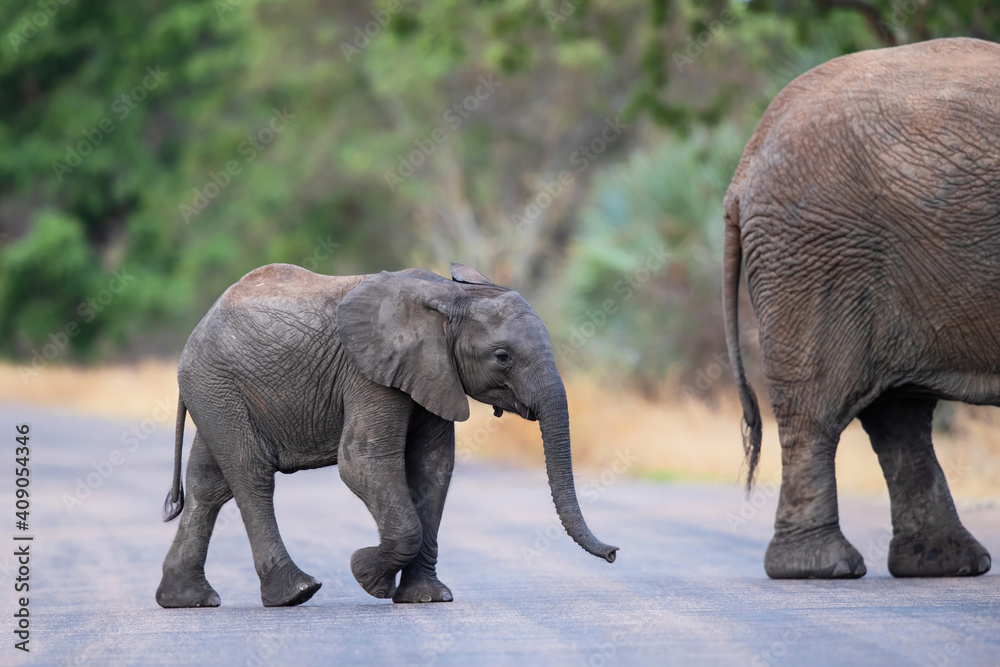 elephant calf walking togheter with her mother  in Kruger National Park in South Africa