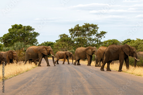elephant herd crossing the road in Kruger National Park in South Africa