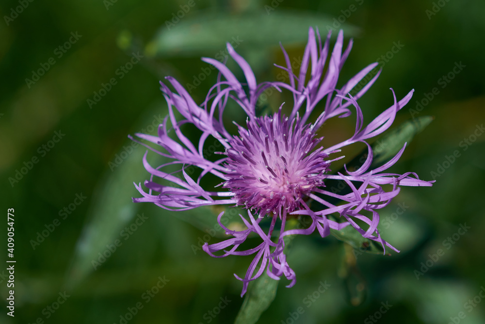 Wiesen-Flockenblume (Centaurea jacea) Wiesen-Flockenblume (Centaurea jacea)