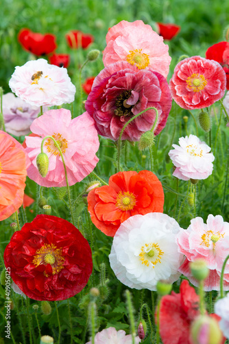 Fototapeta Naklejka Na Ścianę i Meble -  Poppy red, white and pink mixtured flower field