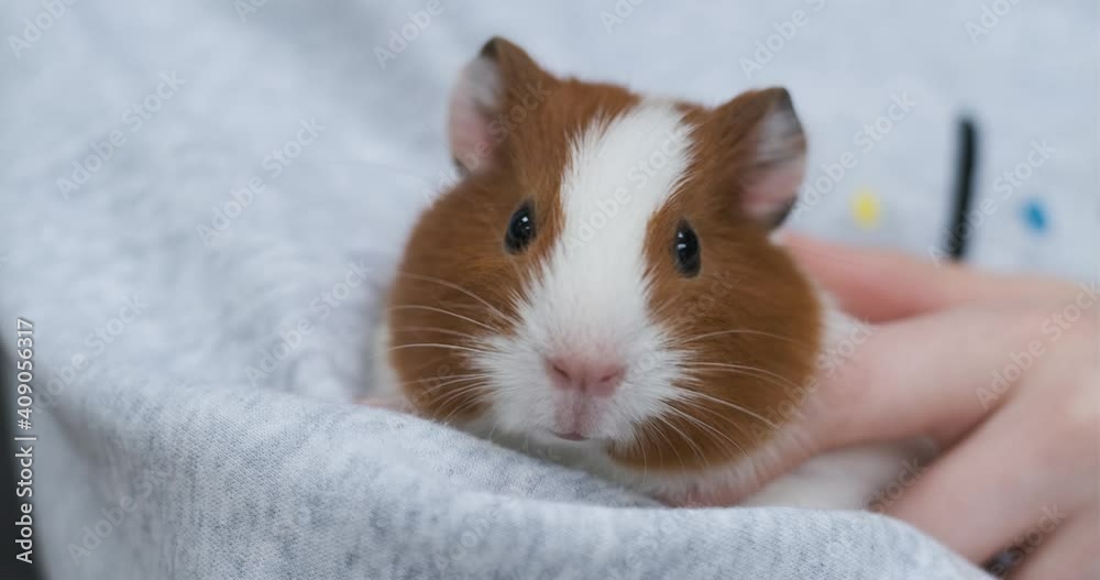 Guinea Pig Eating Grass Cute White And Brown Guinea Pig Eating Grass Cute White And Brown