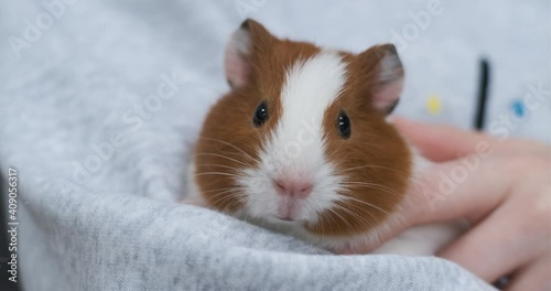 Guinea Pig Eating Grass Cute White And Brown