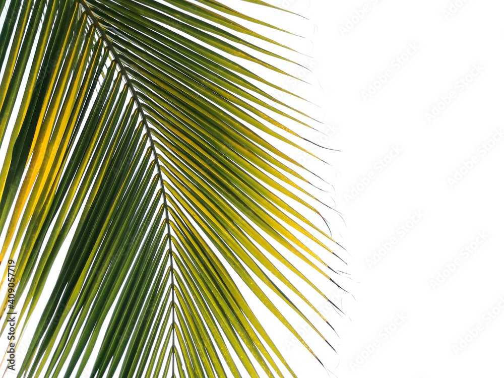 Obraz premium palm tree leaves