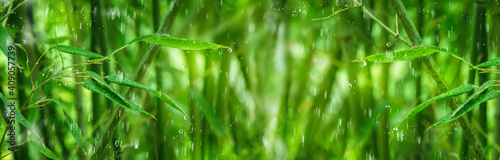 idyllischer grüner bambuswald im regen, florales konzept banner tapete für wellness, natur, schönheit