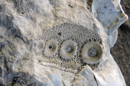 Sea urchin prehistoric fossil on a stone photo