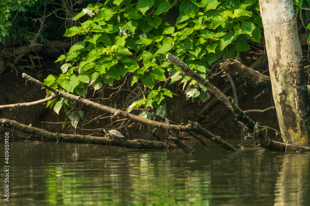 Turtle resting on log in river
Turtle resting on log in river