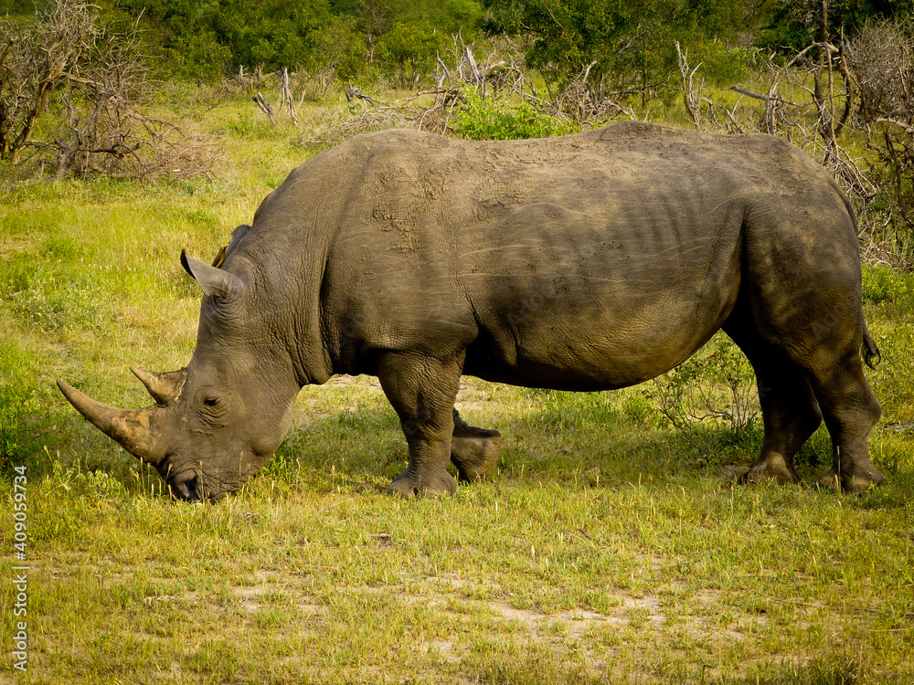 White, Rhino, Rhinocerous, Kruger, Mammal, Africa
White, Rhino, Rhinocerous, Kruger, Mammal, Africa
