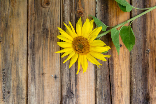 Sunflower on the old wooden table. High quality photo