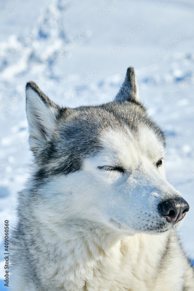 Muzzle of Siberian Husky dog on snow background on bright sunny day.