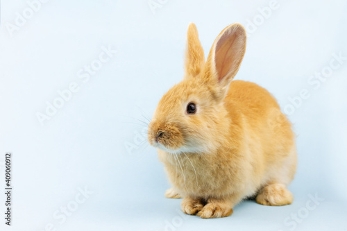 little ginger rabbit sits on a pastel blue background with copy space. Easter bunny close up. Concept for religious spring holiday