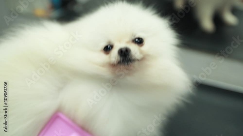 Happy cute white Pomeranian Dog getting groomed at salon. Professional cares for a dog in a specialized grooming salon.The groomer dries the dog with a hairdryer and combs. Selective focus.