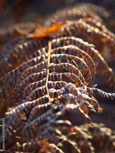 vertrocknetes Farnblatt in untergehender Sonne