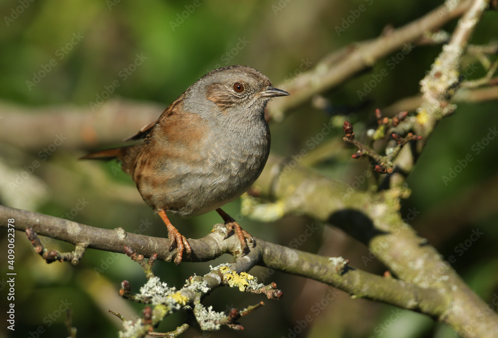 A pretty Dunnock, Prunella modularis, or Hedge Sparrow perching on a branch of a tree in winter sunshine. A pretty Dunnock, Prunella modularis, or Hedge Sparrow perching on a branch of a tree in winter sunshine.