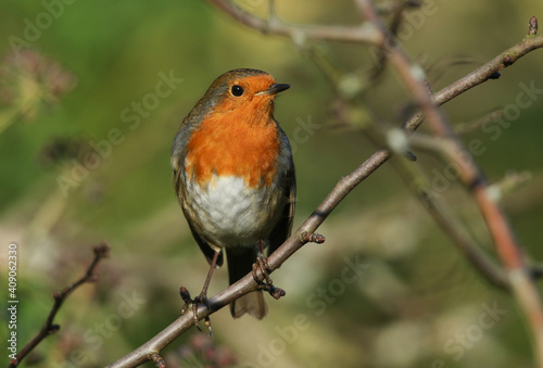 A pretty Robin, redbreast, Erithacus rubecula, perching on a branch of a tree in winter. © Sandra Standbridge