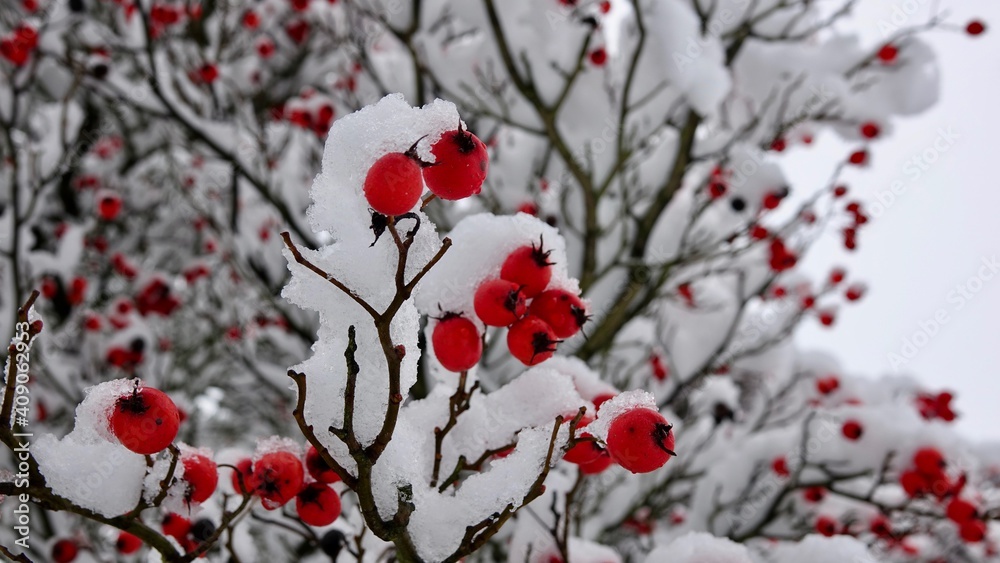 Apfeldorn, Baum im Winter mit vielen roten Beeren im Schnee