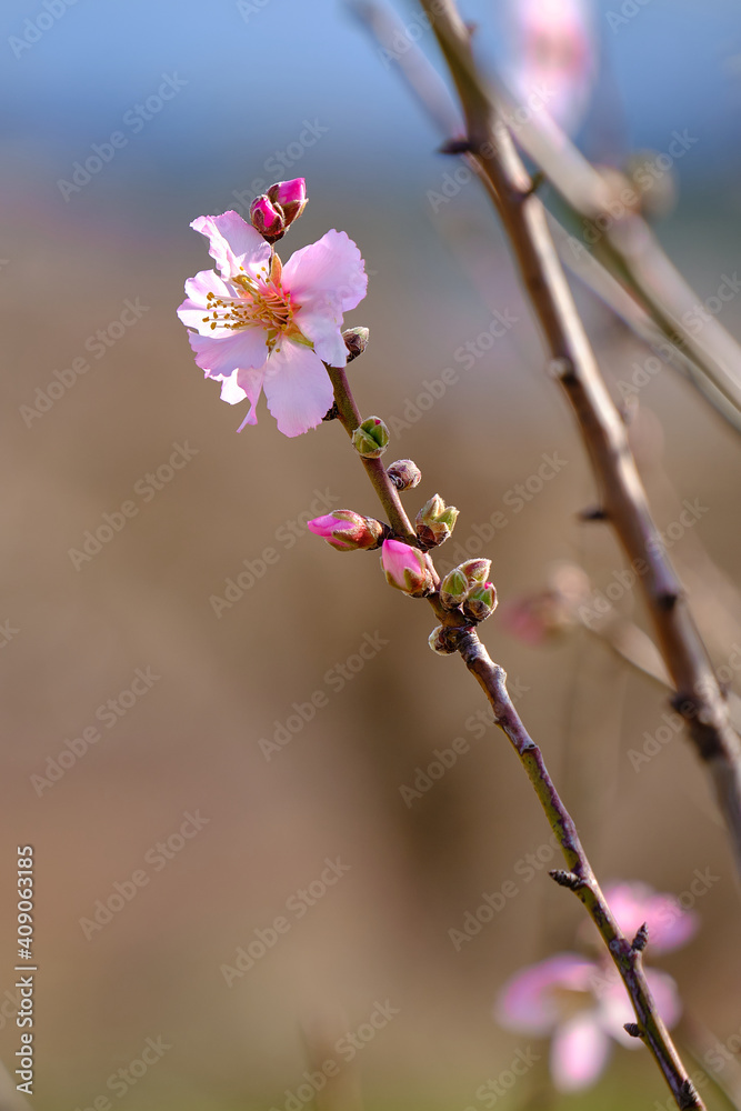 Almond branch with blooming flowers. Springtime on almond trees Almond branch with blooming flowers. Springtime on almond trees