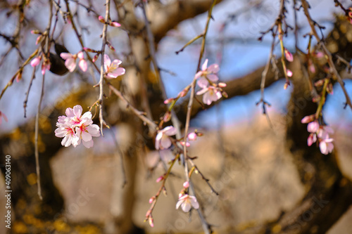 Almond branch with blooming flowers. Springtime on almond trees