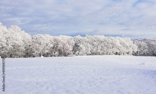 landscape of snow covered trees in winter forest 