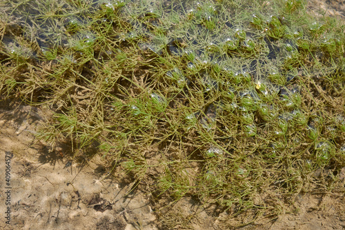 Ceratophyllum demersum  photo