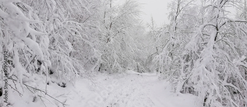 landscape of snow covered trees in winter forest 