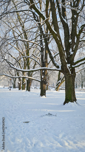 Zimowy poranek w parku. Śnieg jest wszędzie. 
