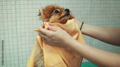 A groomer towels a Pomeranian dog after bathing. Professional cares for a dog in a specialized grooming salon. Selective focus. photo