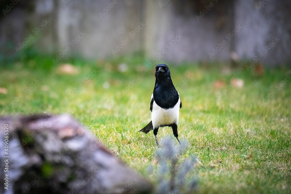 Vögel im Ruhrgebiet Vögel im Ruhrgebiet