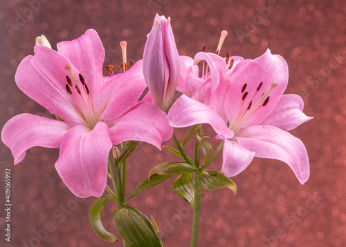 Tela Beautiful flowers of lillies on colored background
