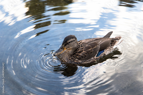 Pato en el Lago