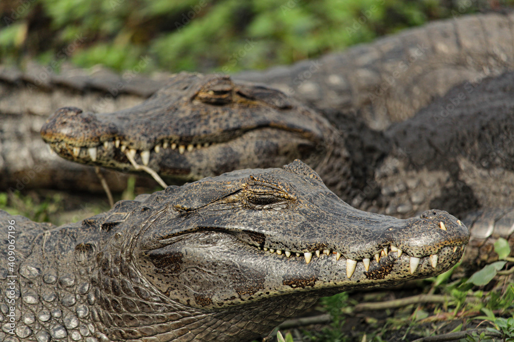 Fototapeta premium Alligators resting 2