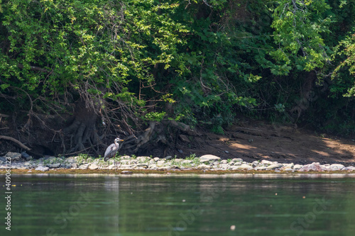 Heron standing on riverbank 