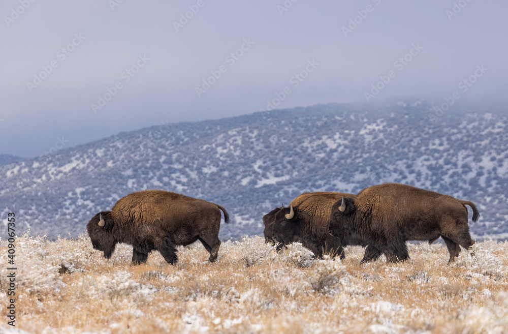 Bison Bulls in Winter in Northern Arizona Bison Bulls in Winter in Northern Arizona