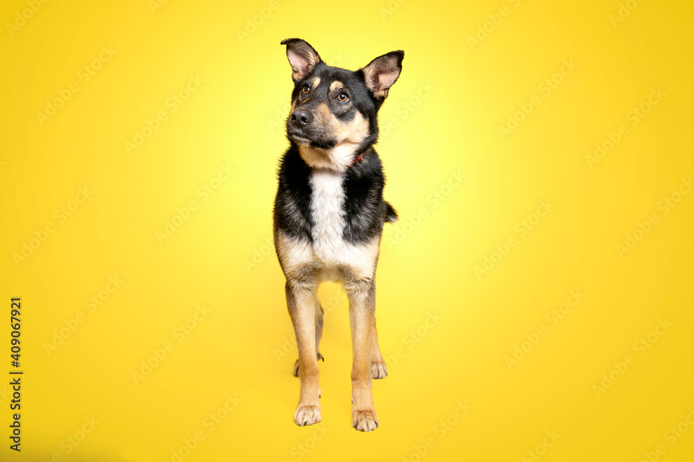 Pies na żółtym tle. Fotografia studyjna.
