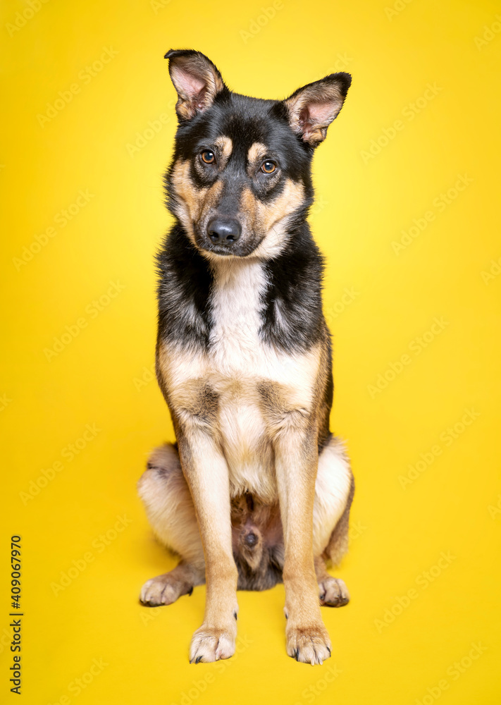 Pies w typie owczarka niemieckiego na żółtym tle - obrazy, fototapety, plakaty 