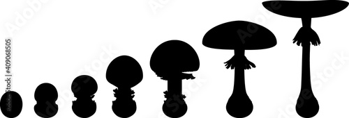 Black silhouette life cycle of fly agaric mushroom. Stages of fly agaric (Amanita muscaria) fruiting body matures isolated on white background