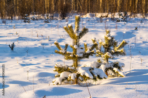 Snow-covered young pines in a forest clearing