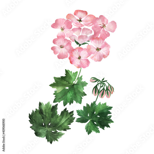 Fototapeta Naklejka Na Ścianę i Meble -  Watercolor illustration with inflorescences, flowers, buds and leaves of the geranium plant
