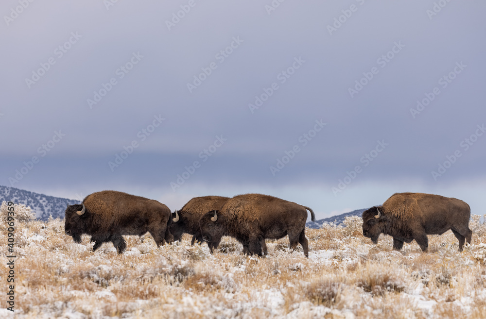 Fototapeta premium Bison Bulls in Winter in Northern Arizona
