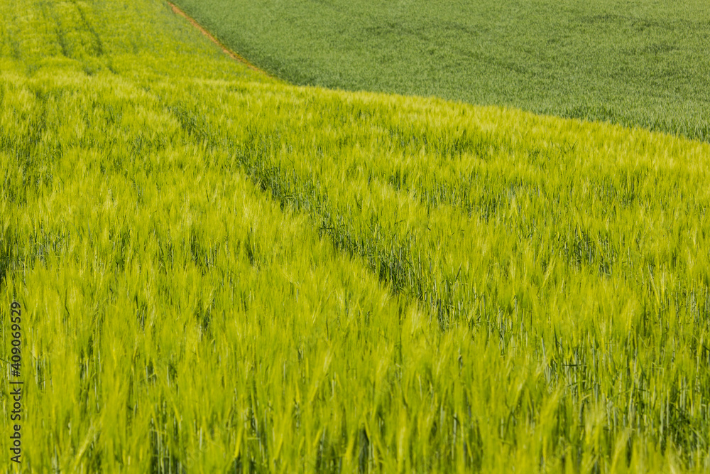 Close-up view of a crop field during springtime