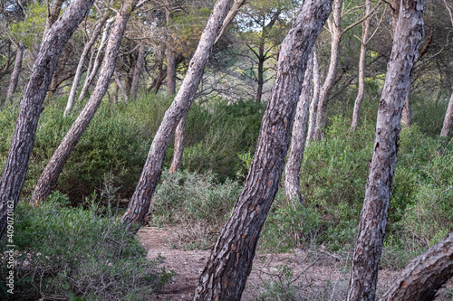Pine forest, S'Estalella, Llucmajor, Mallorca, Balearic Islands, Spain